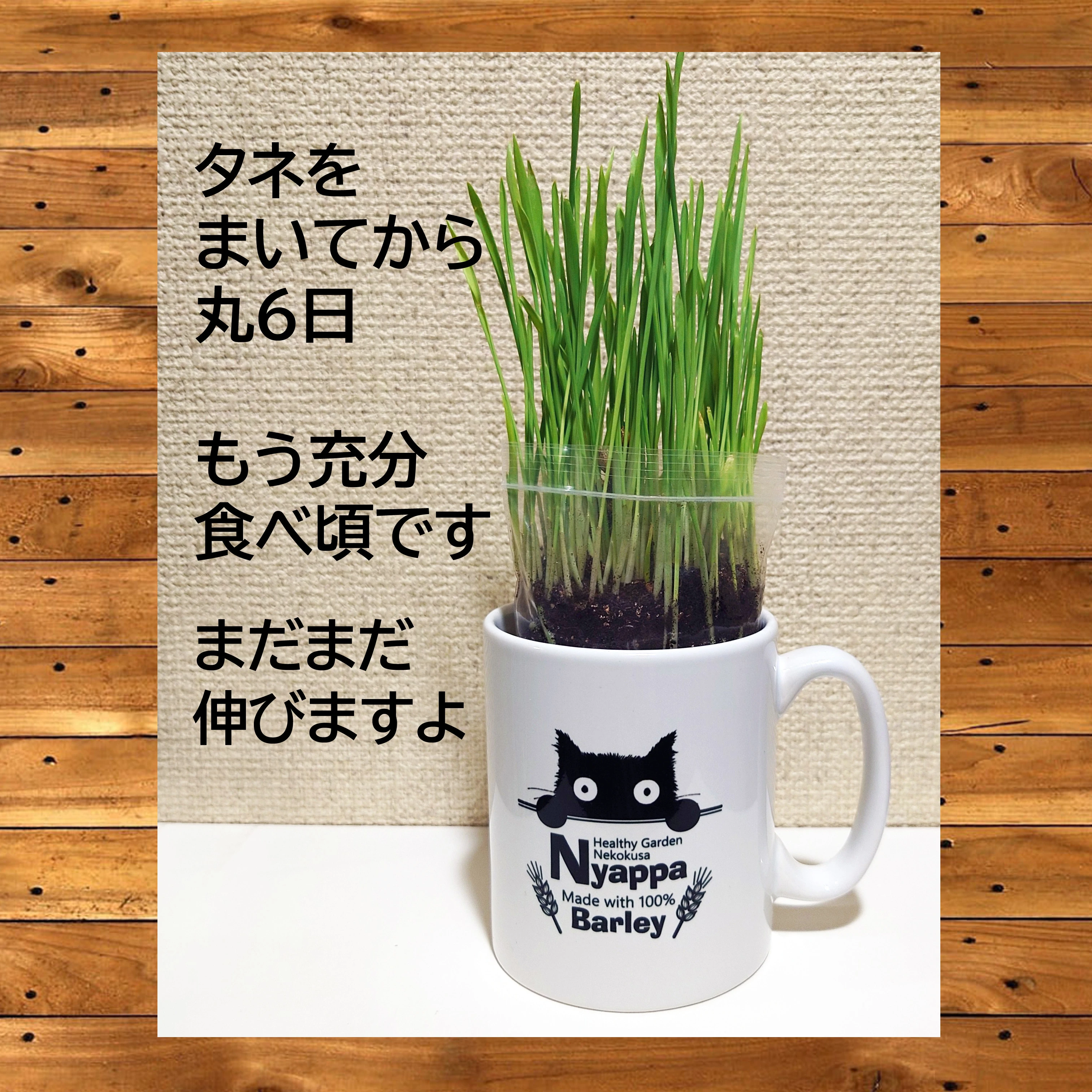 Simple栽培セット&エコbag | 商品紹介 | 無農薬大麦の猫草栽培セットで