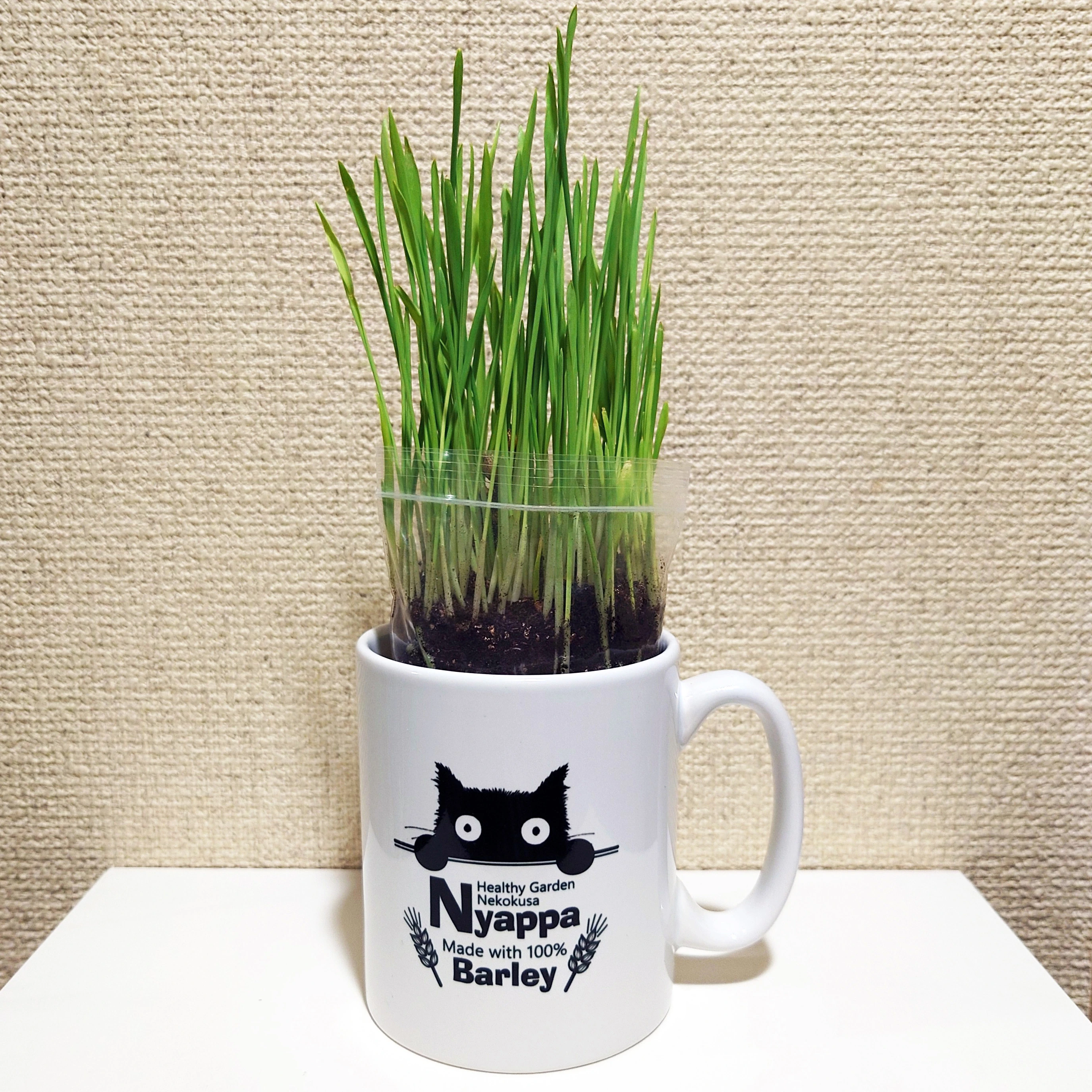 黒猫ニャッパのマグカップ | 商品紹介 | 無農薬大麦の猫草栽培セットで