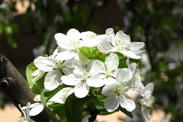 2023年04月のみんなの花とみどりのアルバム - 花とみどりの