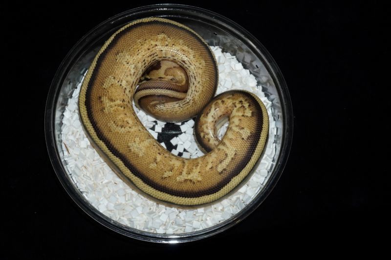 ボールパイソン スーパーストライプhetパイボール ♂ 販売