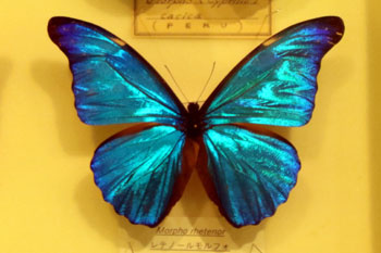 昆虫シリーズ72 世界の昆虫① 世界のチョウその1 | あきた森づくり活動