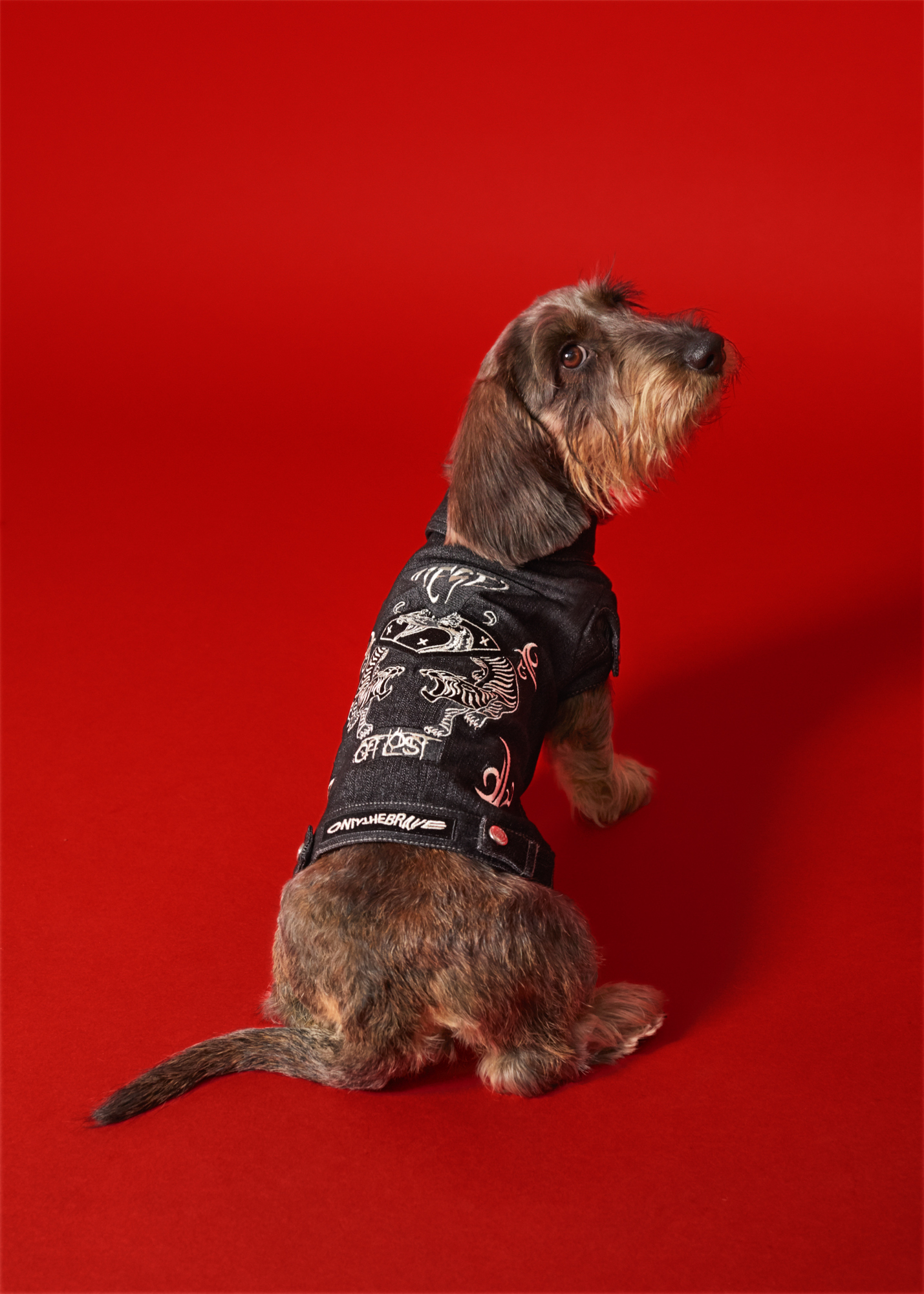 ディーゼルが初のドッグウェア発売、デニムジャケットとスウェット展開