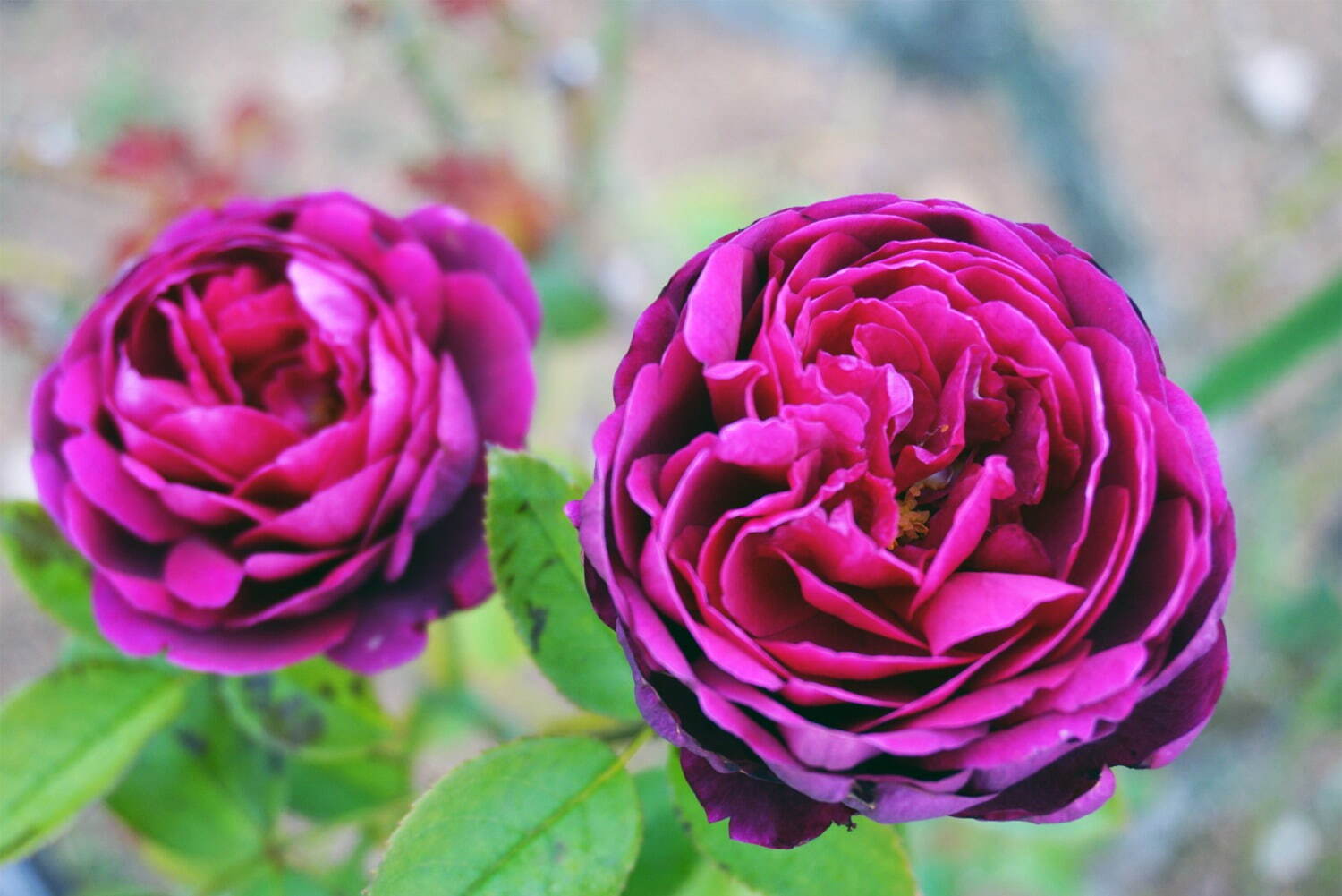 小川立夫 薔薇 12号 小川立夫 薔薇 12号