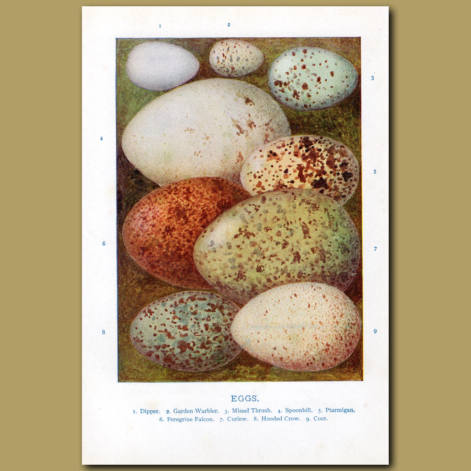 工芸品 birds festive mistle thrush egg 工芸品 birds festive mistle