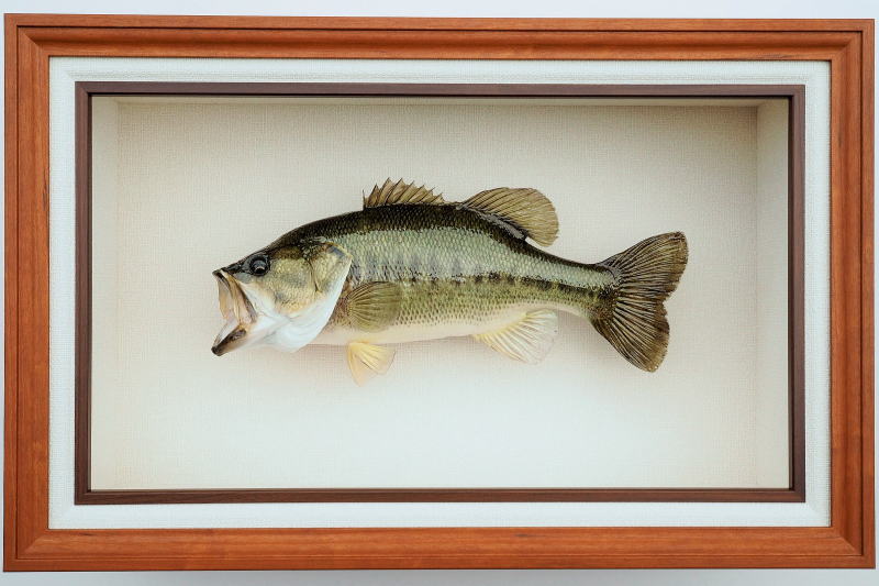 ブラックバス剥製【フィッシュクラフトマツモト】
