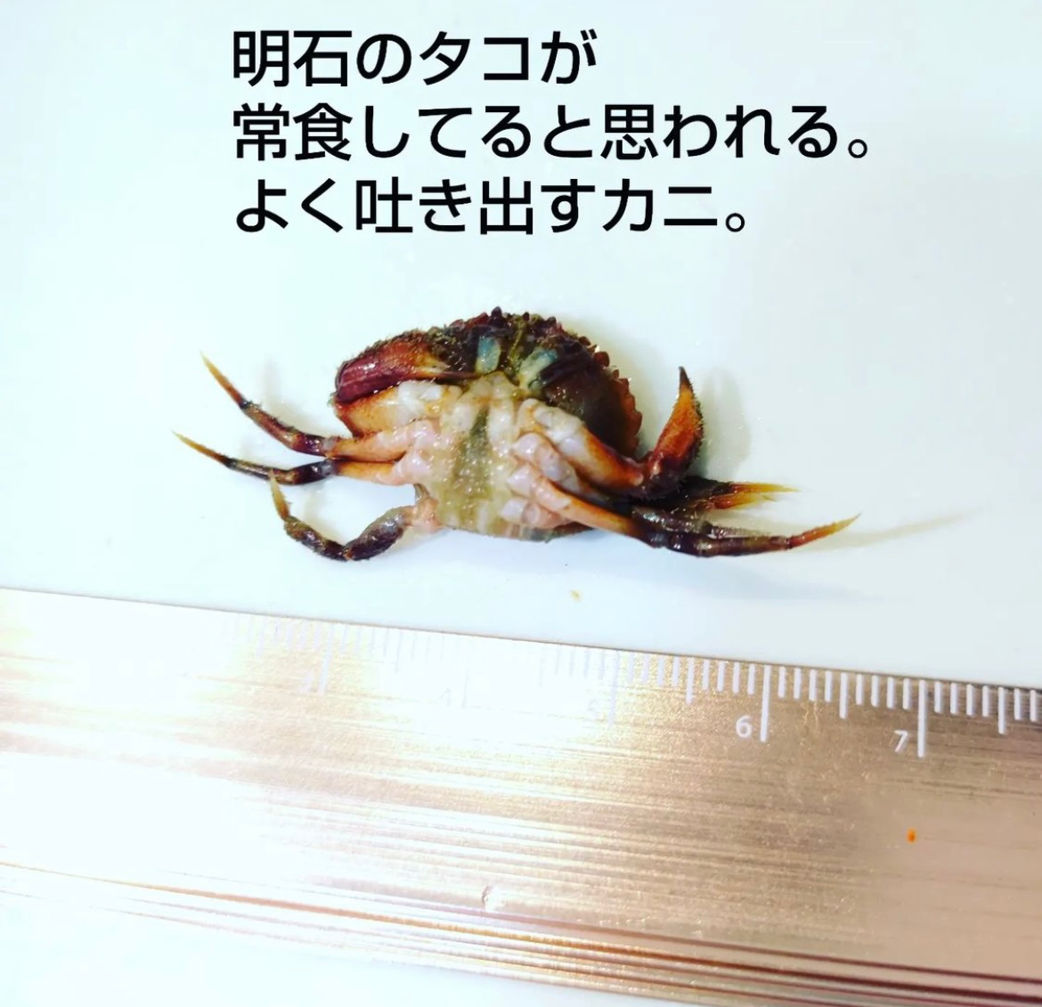 面晶体のカニ foil4枚セット 面晶体のカニ foil4枚セット 面晶体