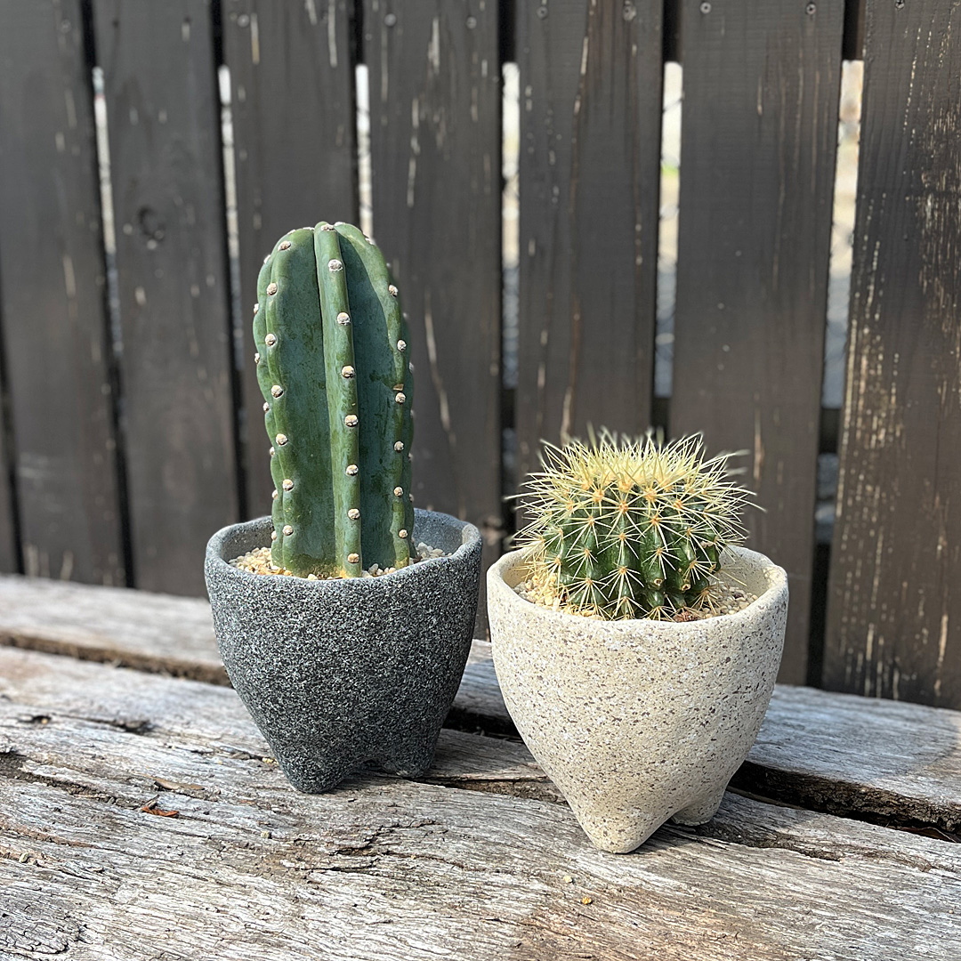 観葉植物の販売・ギフトならフラワーコーポレーション / サボテン