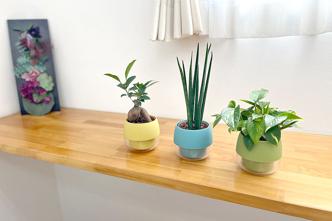 観葉植物の販売・ギフトならフラワーコーポレーション / 観葉植物 ミニ