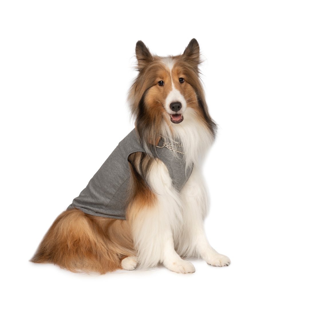 Shetland Sheepdog MEET UP 2025 | meetup | フリーステッチ free stitch