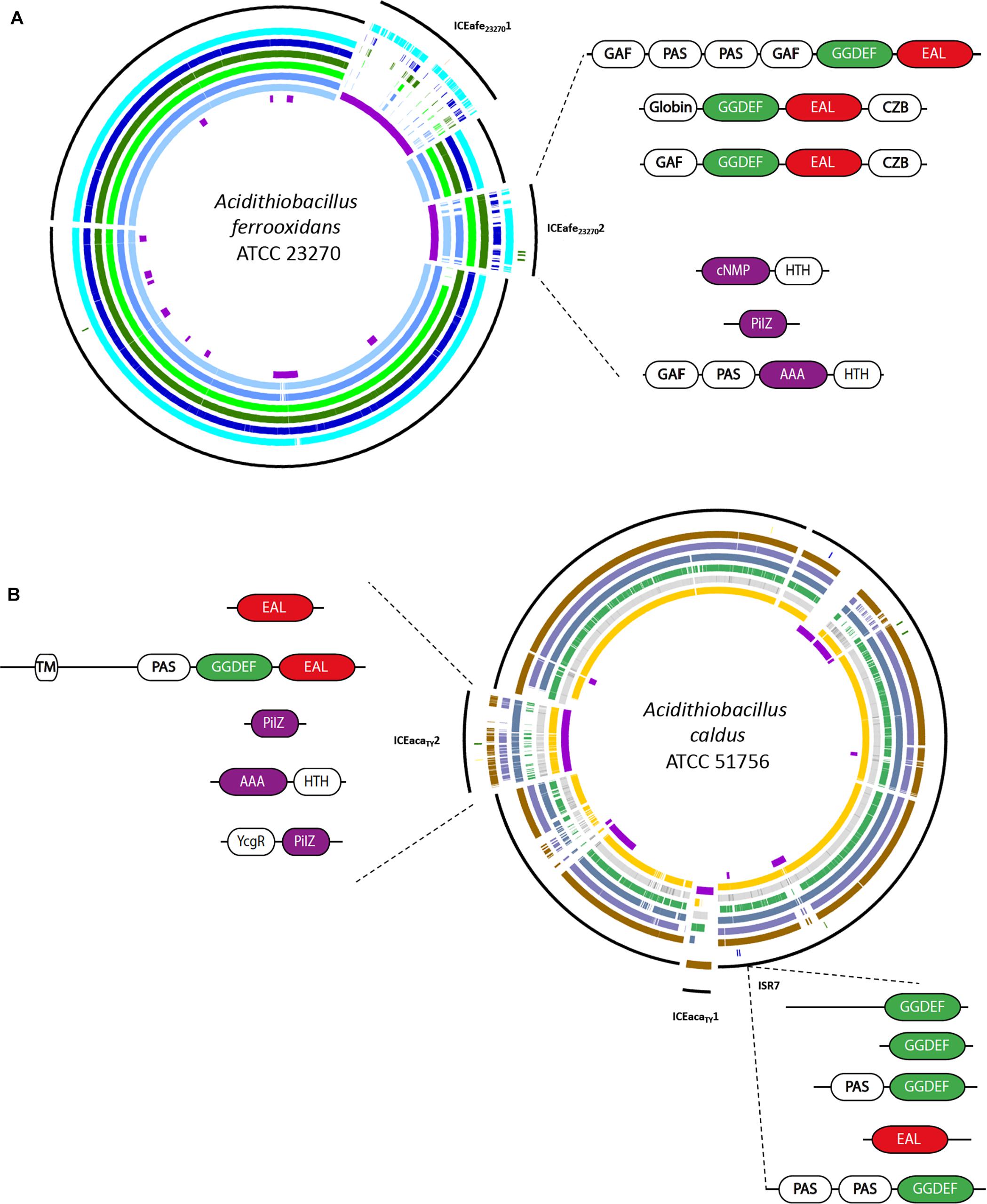 Frontiers | Nucleotide Second Messenger-Based Signaling in Extreme