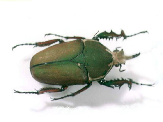 ウガンダオオツノハナムグリ 標本 73mm 濃青色美麗個体 ウガンダ