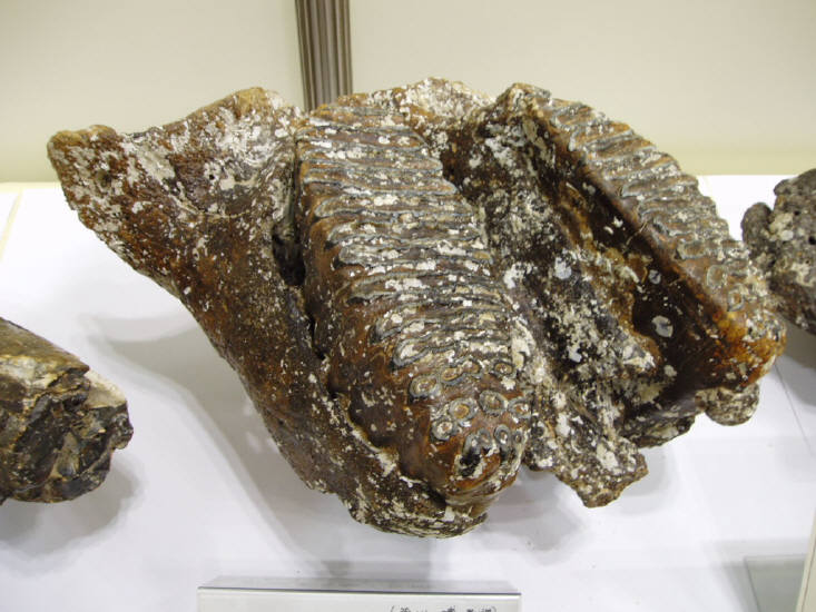 知恵の輪-化石（ナウマンゾウの臼歯）2🌐