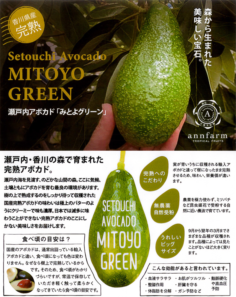 アンファーム（安藤果樹園） 瀬戸内アボカド≪みとよグリーン≫ 野菜