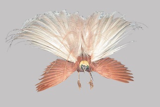 鳥 極楽鳥 オオフウチョウ 、ヒヨクドリ 剥製 鳥 極楽鳥 オオ