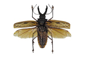 コロンビア産特大レモイネイトゲウスバカミキリ81mm