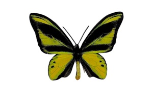 キマエラトリバネアゲハ (オス)