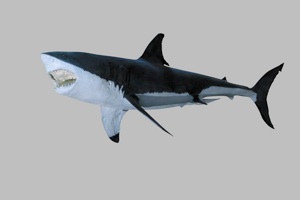 ホホジロザメ 【女神様専用】ホホジロザメ（C. carcharias）の歯 49.6mm