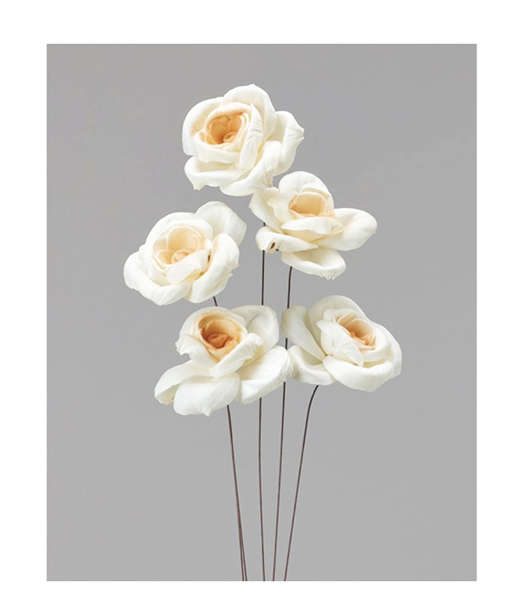 大地農園・ソーラーアニークレマチス・白ブラウン(32560-083