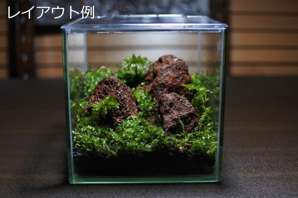 天然赤溶岩石SS(形状お任せ)｜苔（コケ）のインテリア コケリウム（苔