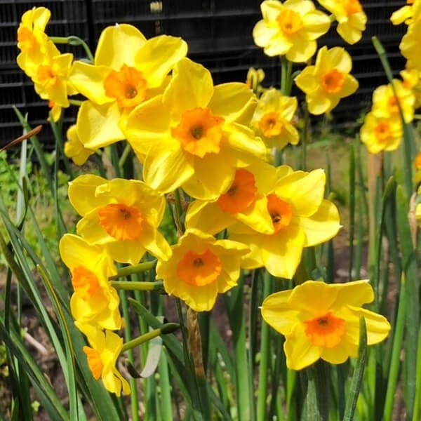 香合 花仙 香合 花仙 【公式通販】