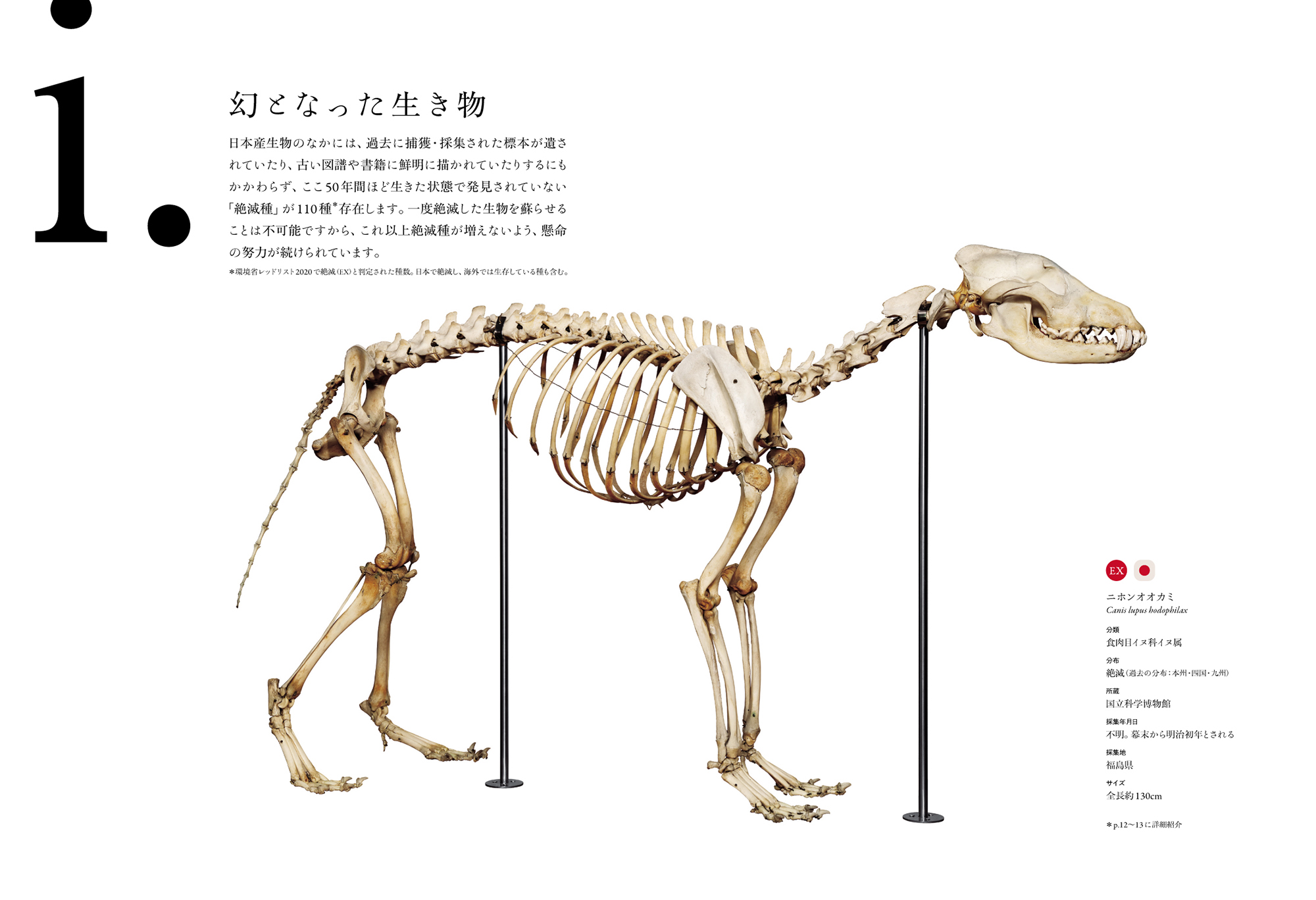 標本〉の発見｜国書刊行会