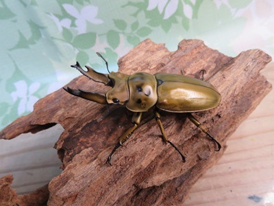 美麗新成虫☆タイ産☆ババオウゴンオニクワガタ♂68ミリ♀45ミリペア＋