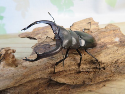 チリクワガタ♂ 約57ミリ チリクワガタ♂ 約57ミリ チリクワガタ♂ 約