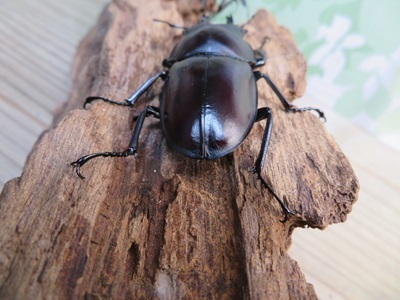 ☆新成虫☆ヤエヤママルバネクワガタ♂50ミリ〜55ミリ♀45ミリ〜47ミリ