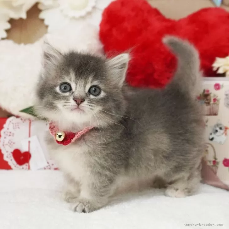 短毛シュシュ(赤②)つまみ細工付き、わんちゃん猫ちゃん用