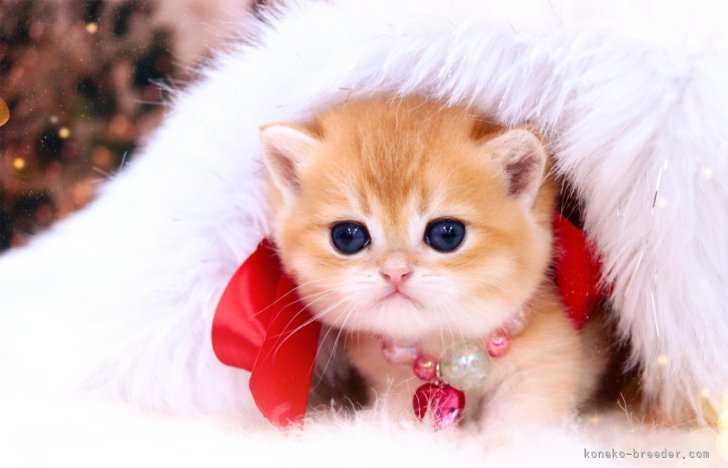 赤石加奈子ブリーダーのブログ｜世界一可愛い🥱あくび(23.7.7