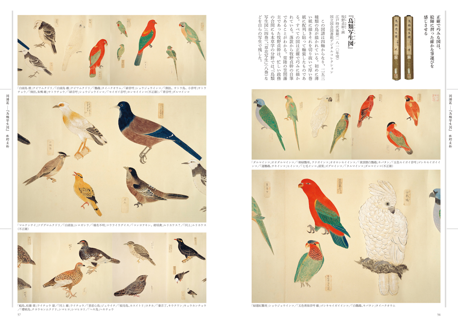 江戸の図譜 鳥 :狩野 博幸 | 河出書房新社