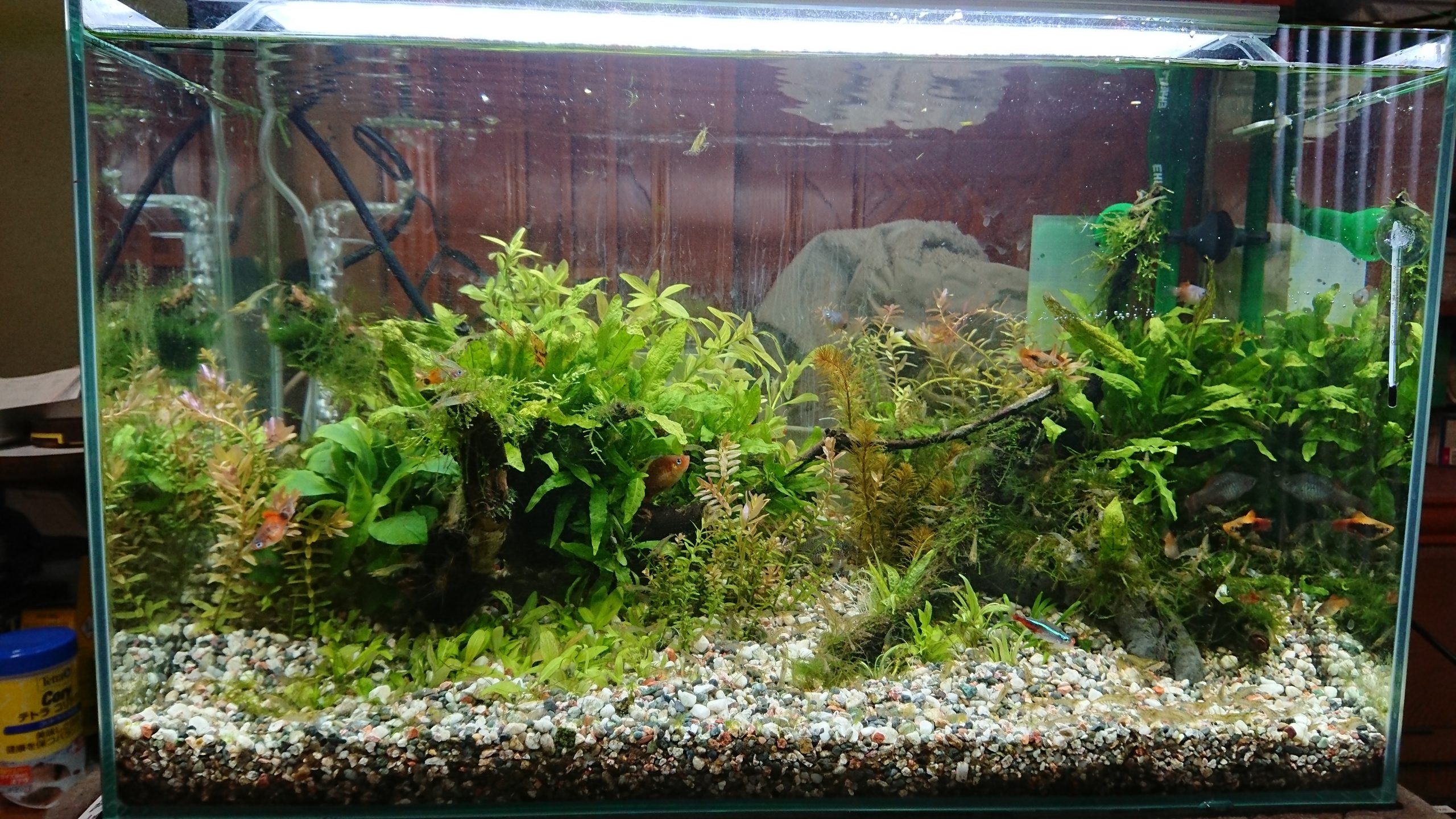 木の根っこ流木、その後 | じじぃの引出し