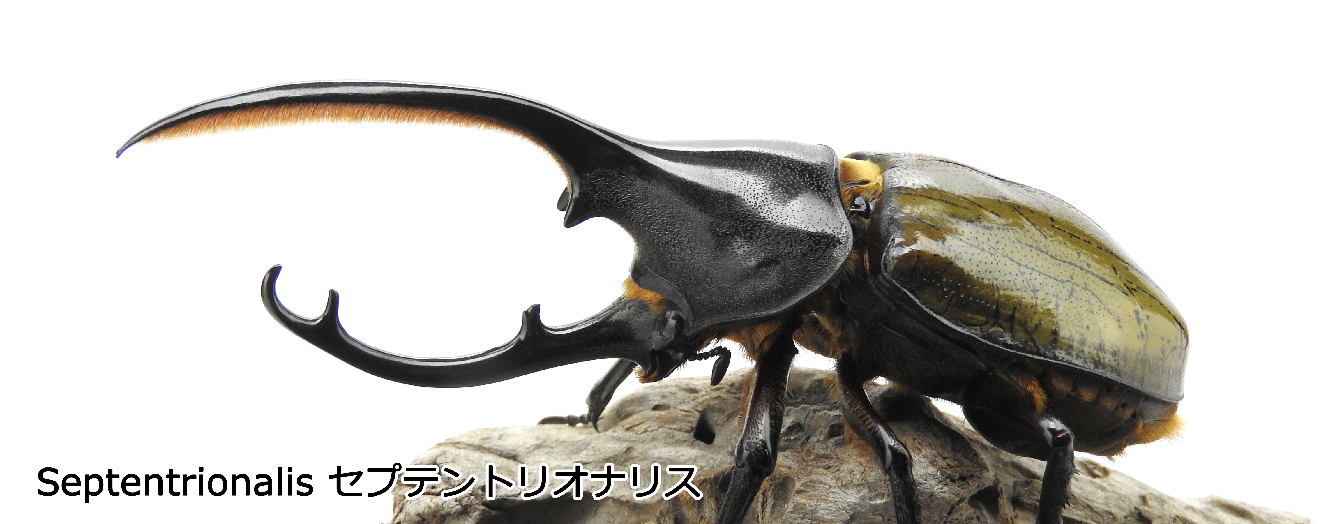 ヘラクレス・エクアトリアヌス 1－2齢幼虫 お得な4頭セット