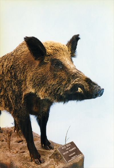 イノシシ剥製 猪の剥製 猪の剥製 猪の剥製 猪の剥製 猪の剥製 ZX｜製品紹介｜YASAKA