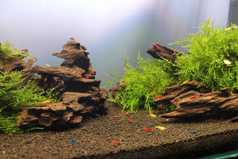 KBO TWINSTAR（ツインスター） LEDを使用した60cm水槽の水草レイアウト