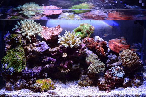 KBO カリブシー LifeRock（ライフロック）: カミハタ用品｜カミハタ