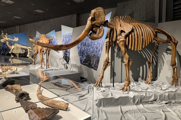 マンモス化石 博物館級 upper molar with M2 マンモス化石 博物館級