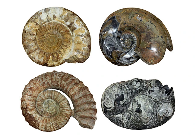 本物の巨大アンモナイトにタッチ| イベント向け恐竜レンタル・化石レンタル