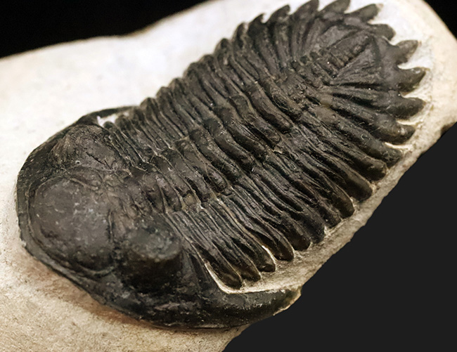 高品位ホラルドプス（Hollardops）｜鋭い頭部と立体的な頬棘が魅力の