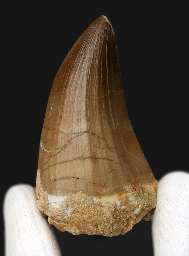 一握りのメガボリューム標本！白亜紀後期の海の王者、モササウルス