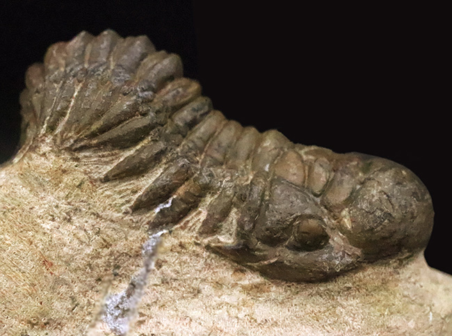 立体的なフォルムで、人気のモロッコ産の三葉虫、クロタロセファルス