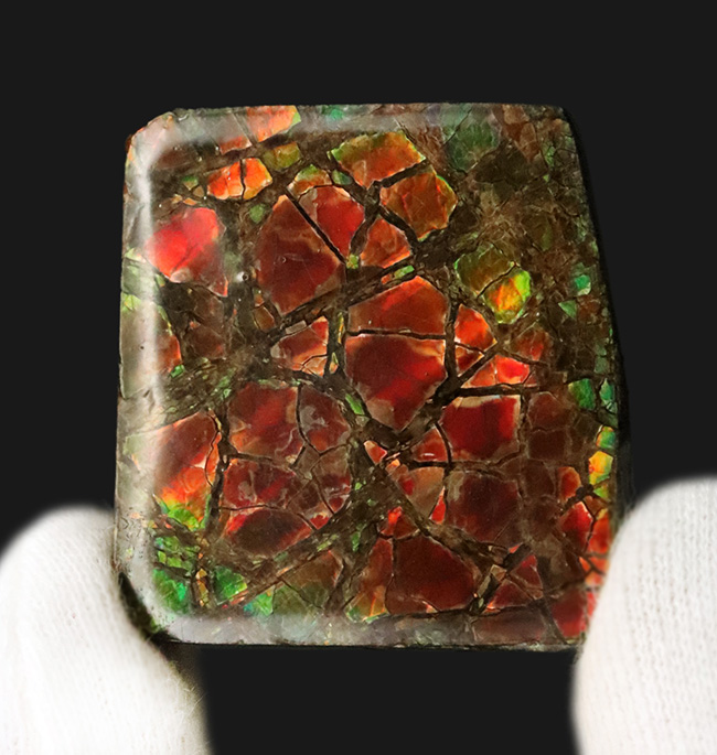 The・ドラゴンスキン！鮮烈な赤と見事なクラックをまとった