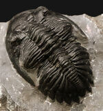 三葉虫 ファコプス（Phacops speculator）の販売 ｜ 化石販売の化石セブン