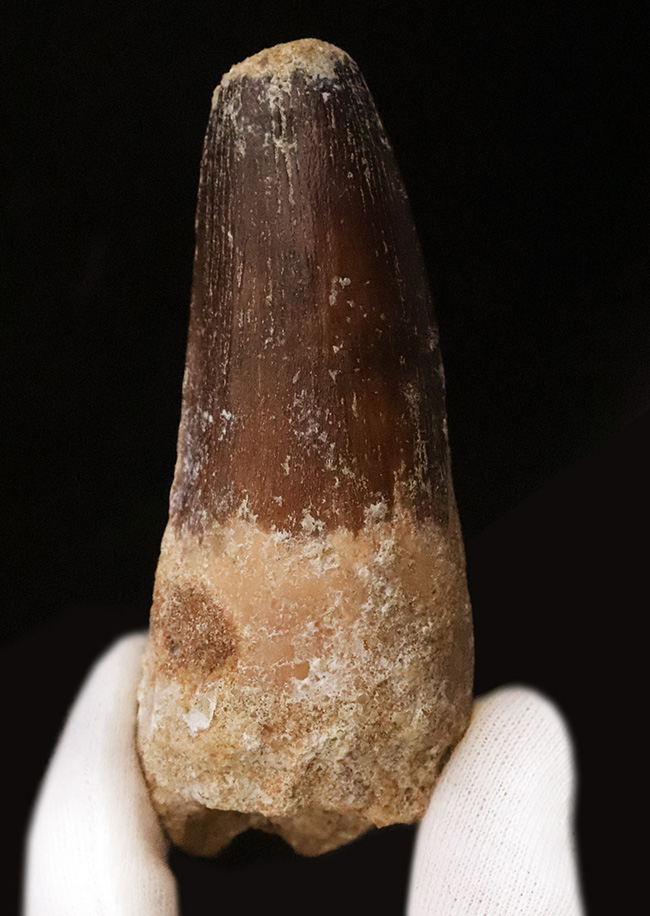 スーパーヘビー級！砲弾のような風貌を持つ、他を圧倒するサイズを備え