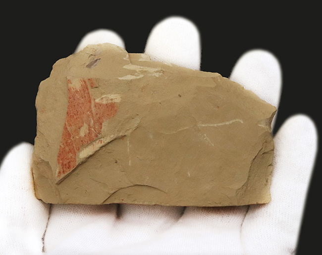 2007年初記載の超レア化石 Guangweicaris spinatus 化石