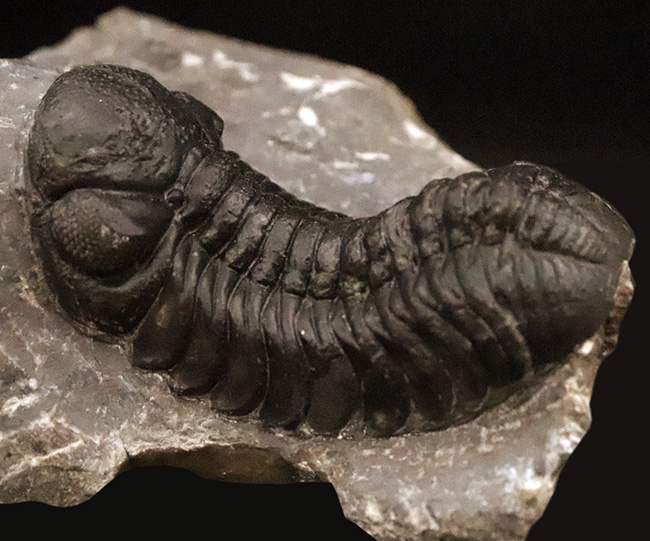 化石 三葉虫 ロシア産 防御姿勢 エンロール 美麗標本 人気のパックマン