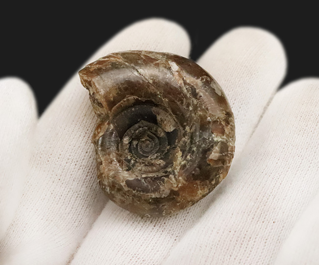 白亜紀最後期のアンモナイトの一つ、北海道産のゴードリセラス