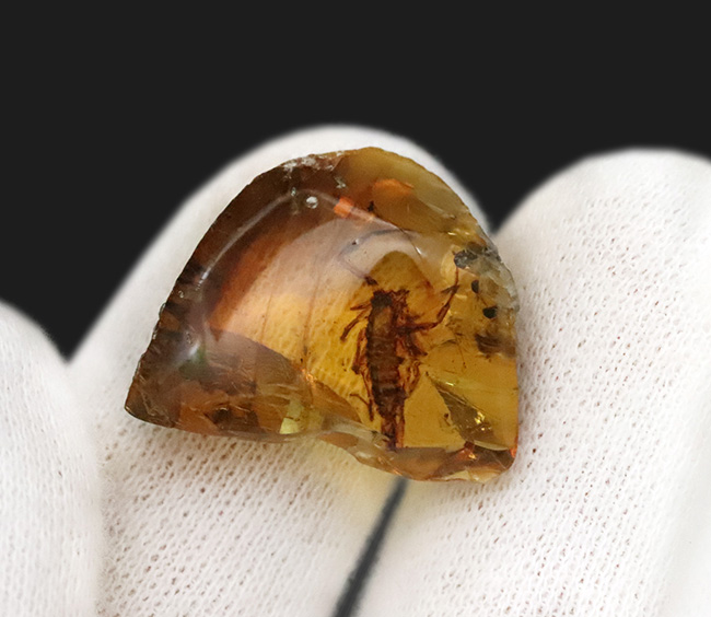 トップクラスのコレクターズアイテム！生命感漂う恐竜時代のサソリを