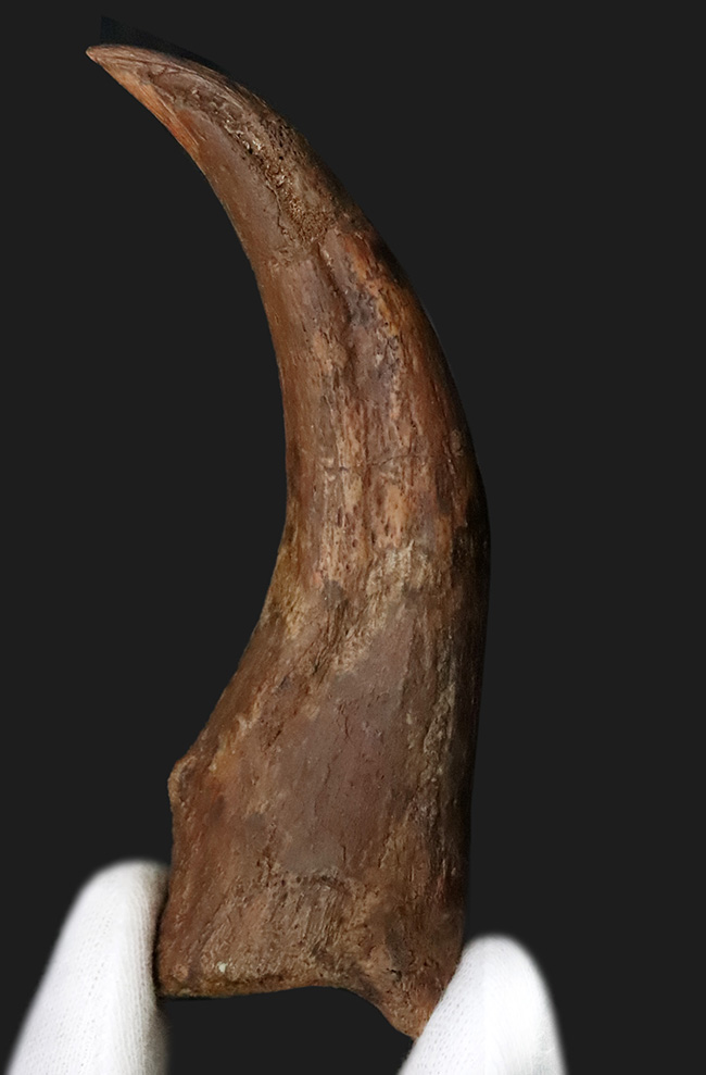 自然が作り出した芸術品！北アフリカの湿地帯を支配したスピノサウルス