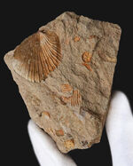 貝、鉱物の通販・販売｜美しい貝結晶を厳選 | 化石セブン